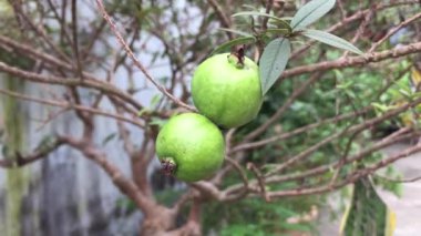 Viet Nam bahçesinde Psidium guajava mini meyvesi