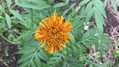 Tagetes erekta, Aztek kadife çiçeği, Meksika kadife çiçeği Vietnam bahçesinde çiçek.