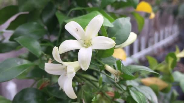 Murraya Paniculata Uma Espécie Planta Com Flor Pertencente Família Rutaceae — Vídeo de Stock