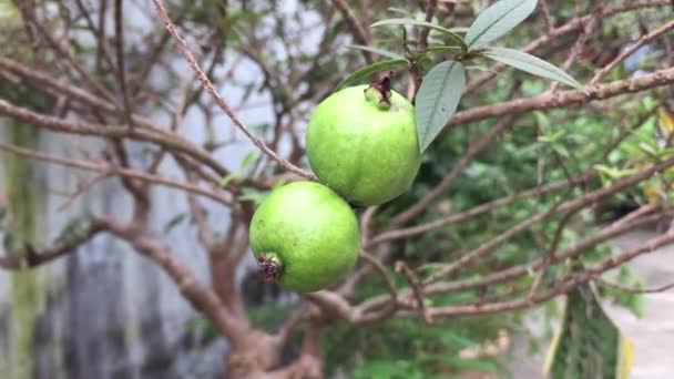 Psidium Guajava Mini Frukt Vietnam Trädgård — Stockvideo