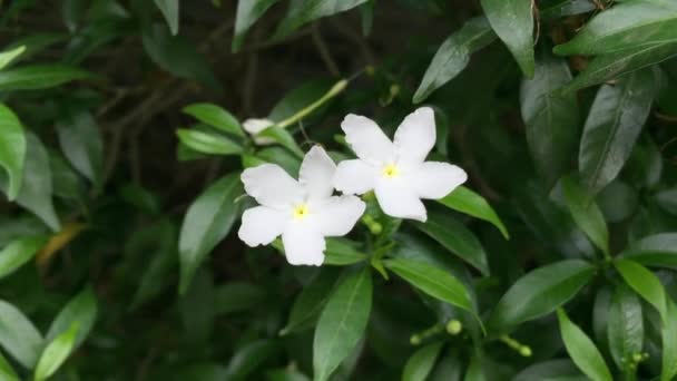 Tabernaemontana Divaricata Kwiat Zbliżenie Szczegół Wietnam Południowo Wschodnia Azja — Wideo stockowe