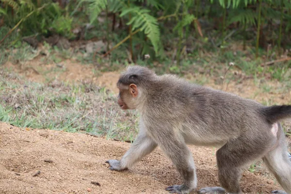 Rhesus Monkey walking in the sand at forest