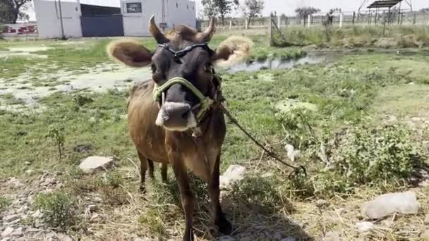 Una Vaca Solitaria Que Parece Inocente Busca Ayuda Para Soltarla — Vídeo de stock