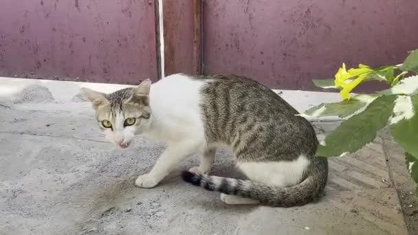 可爱的猫请求喂饱它 给它一个沉默的嘴反应 — 图库视频影像