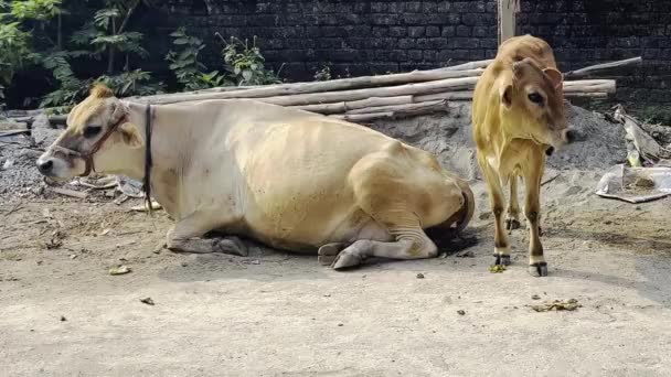 Корова Теленок — стоковое видео