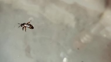 Sinek suya düştü ve suda yüzdü.