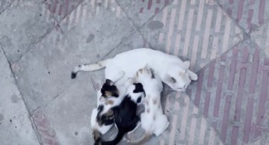 Kedicik anne kedilerinden süt içiyor.