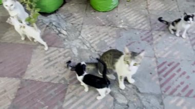 Bir kedi ailesi yemek ve bir insandan sevgi için yardım ister.