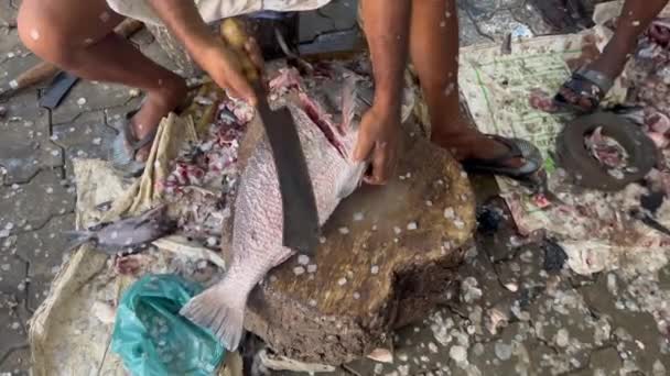 Видалення Плавників Риби Розрізання Шматки — стокове відео
