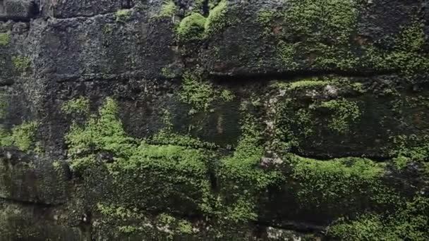 Grön Mossa Täckte Området Gamla Tegel Som Eroderades Grund Hamful — Stockvideo
