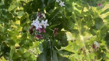 Hava yüzünden titreyen bir bitkinin üzerindeki küçük çiçeğin yanındaki ışıkların olduğu bir gece manzarası.