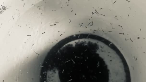 Gnats Mosquito Larvae Bucket Water — Stock Video