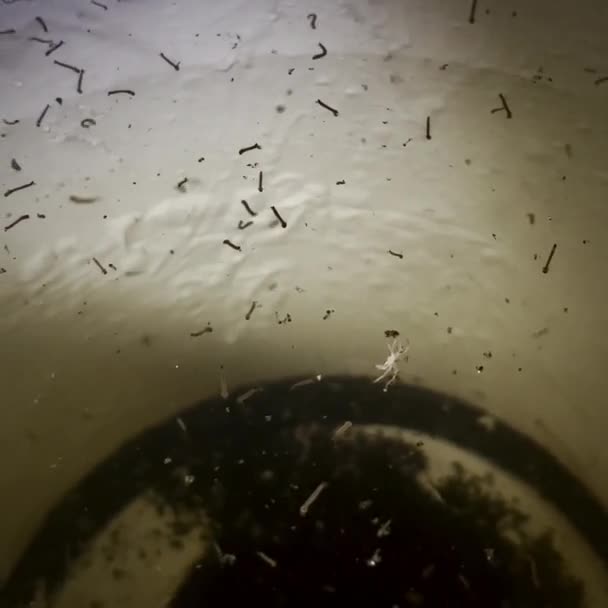 Infected Water Containing Group Worms — Stock Video