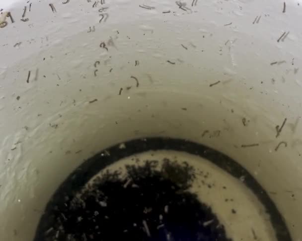 Mygglarver Smutsigt Vatten — Stockvideo