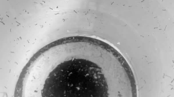 Würmer Und Insekten Kontaminierten Wasser — Stockvideo
