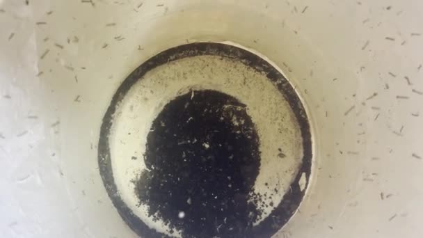 Geniş Larva Solucan Grubu Çevresel Endişeler Hastalıklar Konsepti — Stok video