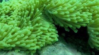 Okyanus sularının altında balıklar tarafından yapılan evi keşfediyorum.