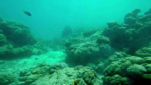Υδάτινη Ζωή Κάτω Από Θάλασσα — Αρχείο Βίντεο