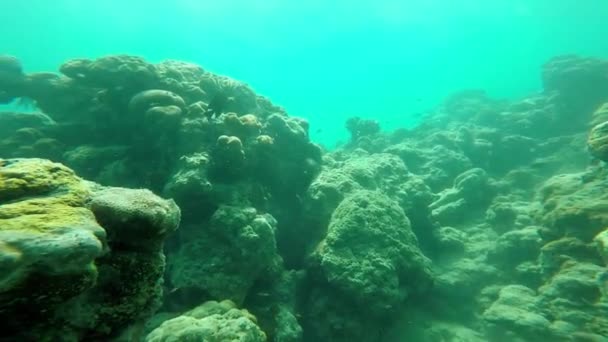 Ανακαλύπτοντας Θαλάσσιο Οικοσύστημα Κάτω Από Τον Ωκεανό — Αρχείο Βίντεο