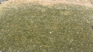 Depolanan yağmur suyunda yeşil tortular