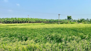 Organize satırlarda çim ve muz ağaçları olan tarım arazisi.
