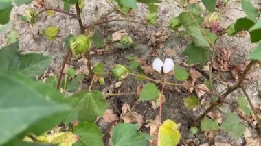 Closer view of a newly grown cotton in the plant