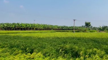 Different types of organized vegataion in the agriculutre land