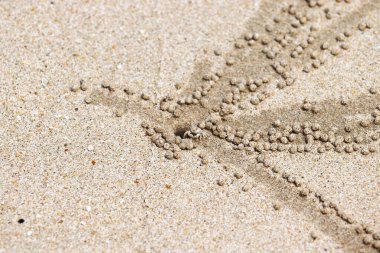 Kumsaldaki delikten küçük bir yengeç çıktı.