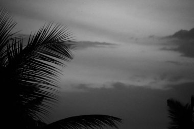 Gün batımında palmiye ağaçları