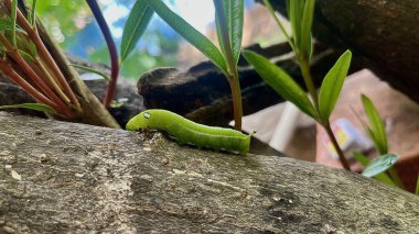 Aydınlık bir günde ağaçtaki tırtılın yakın görüntüsü