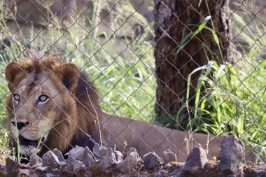 Kapalı Aslan Yüzleri ve Dinlenen Kadın Aslan Portreleri
