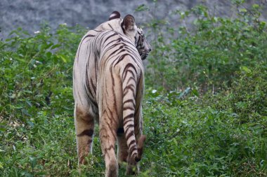 Görkemli Vahşi Kediler Geyik Sürüngenleri Doğa Fotoğrafçılık Sergisi