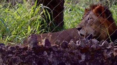 Hayvanat bahçesindeki aslan