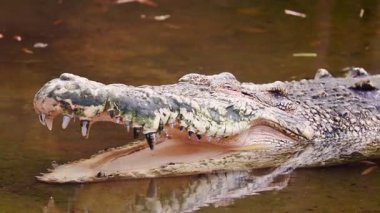 Su timsahı çok güzel.
