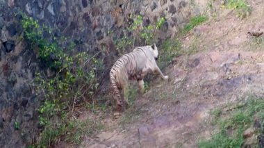 Beyaz şirin bir köpeğin yakın plan fotoğrafı.