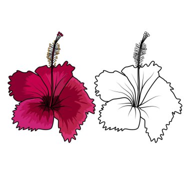 Hibiscus ayakkabı çiçeği vektör çizgisi klipsleme sanatı