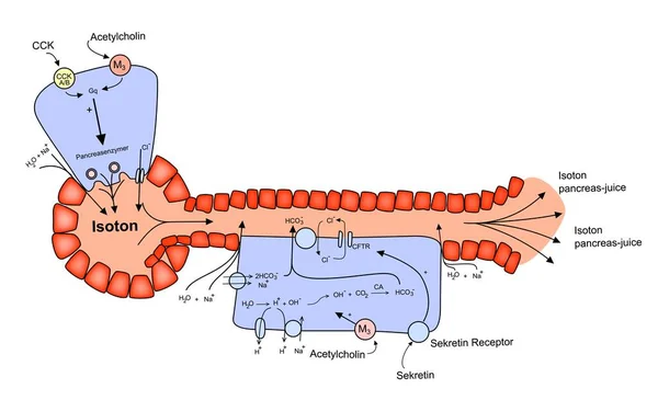 Системні Клітини Acinus Ductus Системні Клітини Isotone Secretin Receptor Anatomy — стоковий вектор