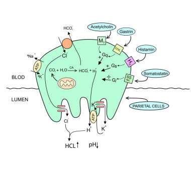 Gastrik Parietal Hücre açıklaması diyagramı çizimi