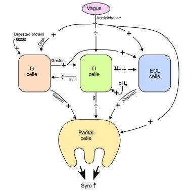 Vigus G-D-ECL yan hücreleri asit salgılama gastrik fonksiyonu. Gastrointestinal Sistem Fizyolojisi vektör çizimi