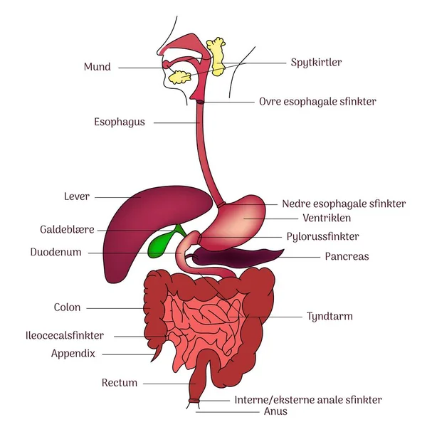 Internal Human Digestive System Anatomy Illustration Line Art Labels — Stock Vector