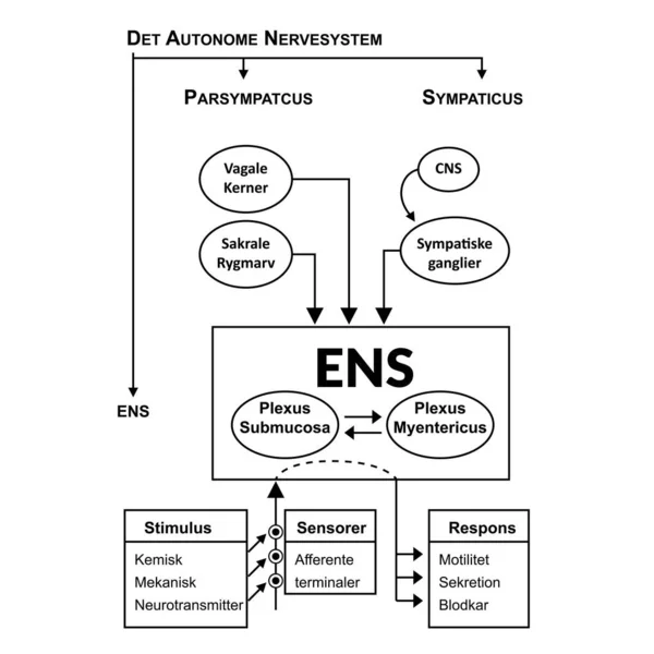 Det Otonomi Sinir Sistemi grafik vektör çizimini açıkladı
