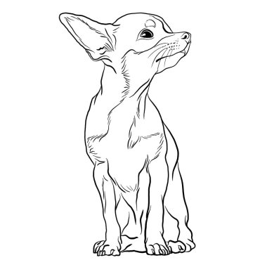 Chihuahua Puppy, küçük köpek, karalama tarzı vektör çizgisi illüstrasyonu
