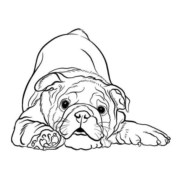 Illustration Ligne Vectorielle Noir Blanc Style Doodle Valley Bulldog — Image vectorielle