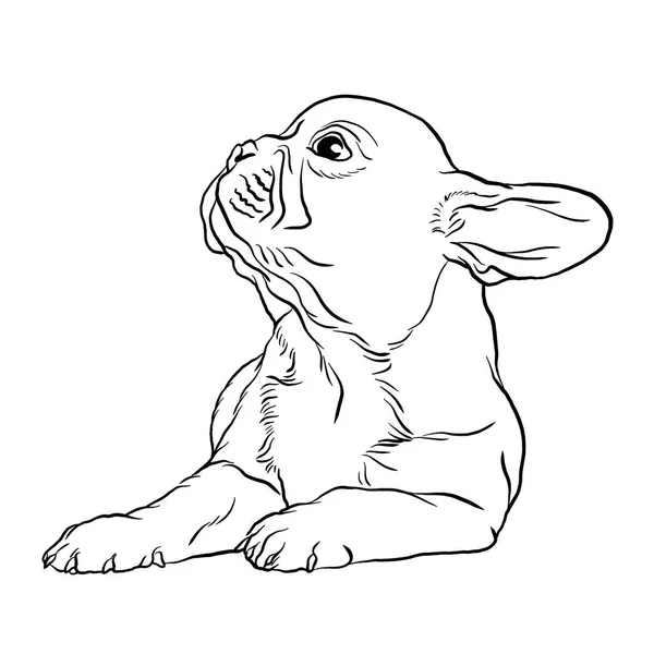 Franse Bulldog Puppy Doodle Stijl Vector Illustratie Lijn Tekening Zwart — Stockvector