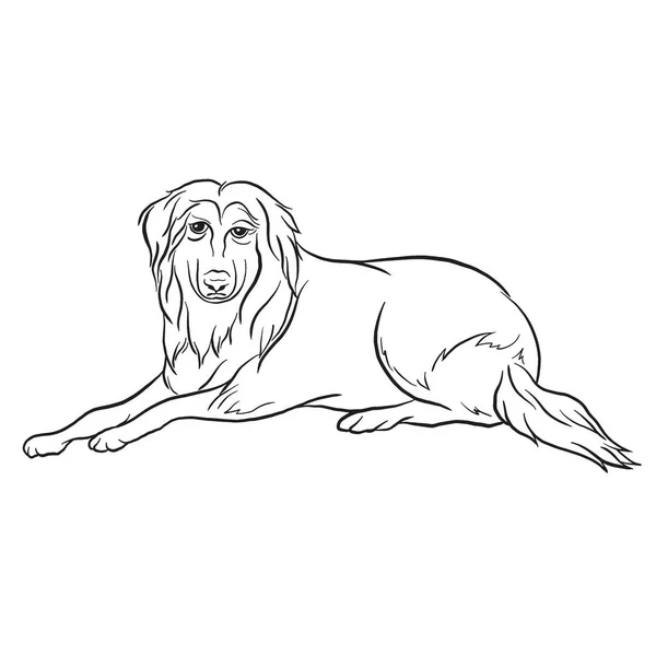Afollie Dog Rasse Doodle Stil Vektor Illustration Schwarz Und Weiß — Stockvektor