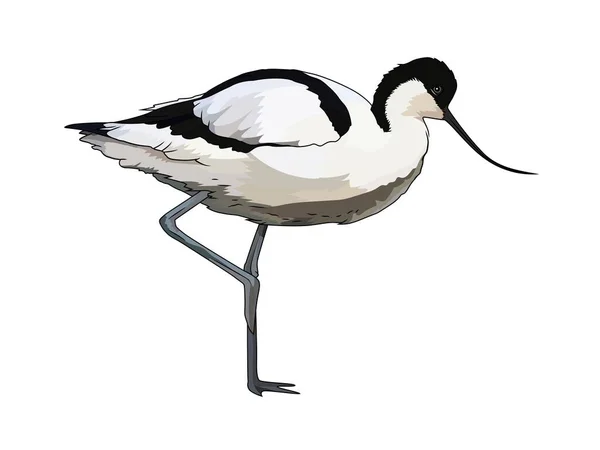 Pied Avocet Recurvirostra Avosetta Bird Vector Illustration — Stock Vector