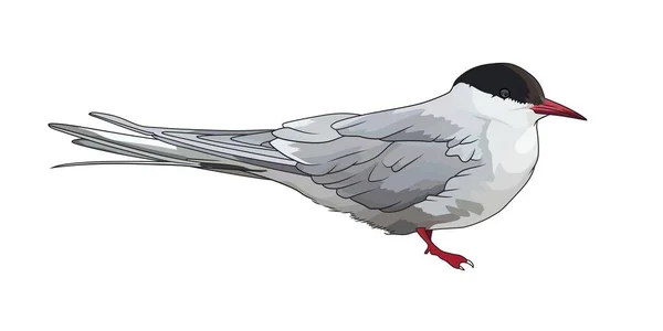Arctic Tern Sterna Paradisial Bird Vector Illustration — Stock Vector