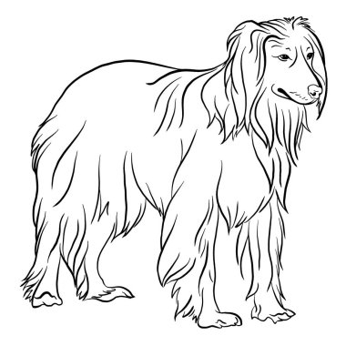 Afgan Collie köpek üreme hattı siyah-beyaz karalama tarzı vektör çizimi