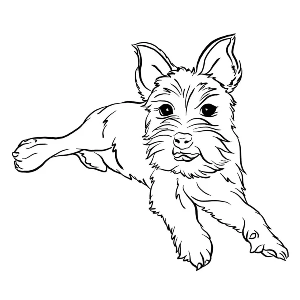 Affenwich Hond Ras Vector Illustratie Zwart Wit Doodle Stijl Lijn — Stockvector
