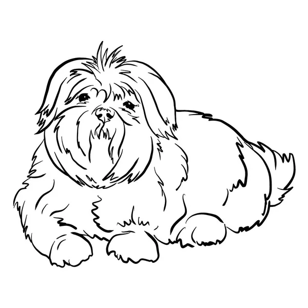 Affen Tzu Chien Race Vectoriel Illustration Noir Blanc Style Doodle — Image vectorielle